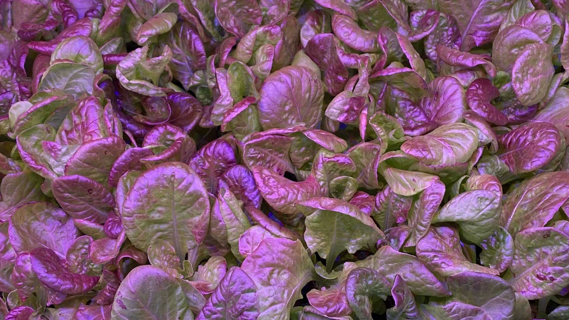 Salad grown under led light